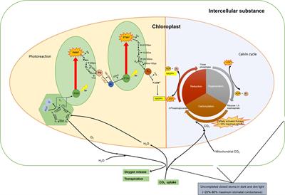 Rationale: Photosynthesis of Vascular Plants in Dim Light